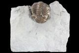 Long Eldredgeops Trilobite - Paulding, Ohio #85552-1